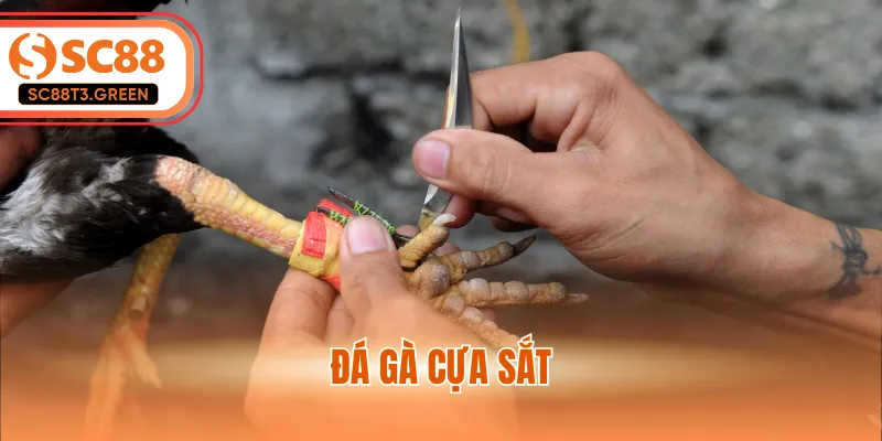 Đá Gà Cựa Sắt - Chiến Thuật Chinh Phục Đấu Trường Thomo